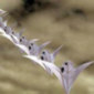 dove kites by robert brasington, tasmania